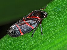 Froghopper (Tomaspis jugata) (8309773149).jpg