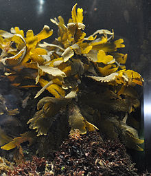 Fucus serratus alive.jpg