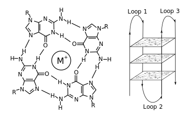 Structure of a G-quadruplex. Left: a G-tetrad. Right: an intramolecular G4 complex. G-quadruplex.svg