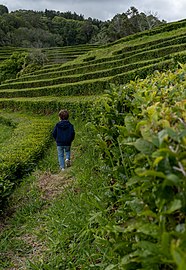 Gabriel in the midst of the Gorreana tea fields, São Miguel Island, Azores, Portugal