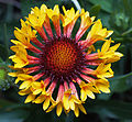 Gaillardia fanfare.