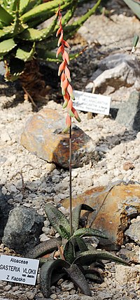 Miniatura per Gasteria vlokii