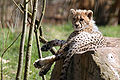 5 months old cheetah kitten (Acinonyx jubatus).