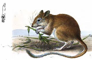 <span class="mw-page-title-main">Balochistan gerbil</span> Species of rodent