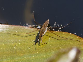 <span class="mw-page-title-main">Gerrinae</span> Subfamily of true bugs