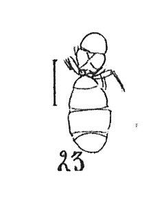 Gesomyrmex miegi N. Théobald 1937 holotype éch. R639 ♀ x2,7 p.211 pl XIV Hyménoptères du Sannoisien de Kleinkembs.