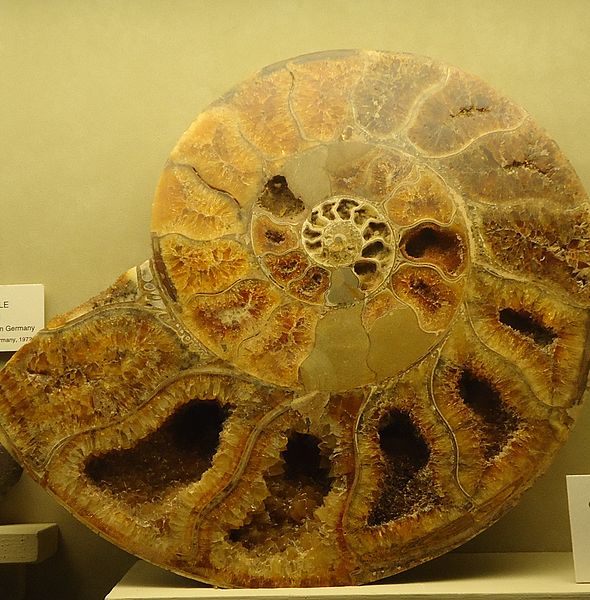 File:Gfp-ammonite-shell.jpg