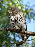 Miniatura para Glaucidium capense