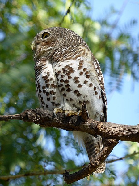 File:Glaucidium capense -Kruger National Park, South Africa-8.jpg