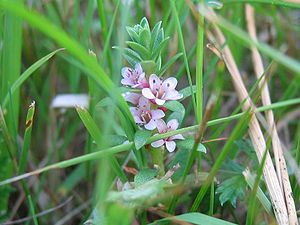 Beach milkweed (glaux maritima)