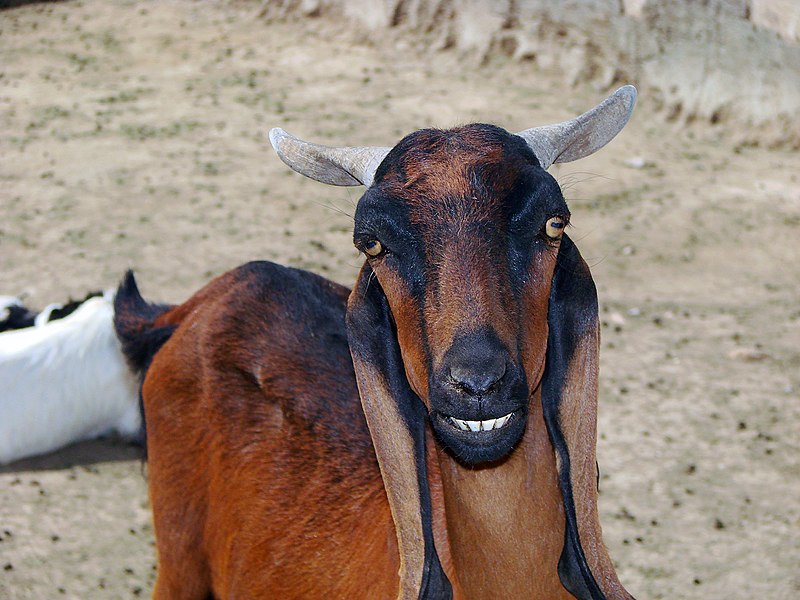 File:Goat بز 10.jpg