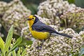 * Nomination Golden-fronted redstart (Myioborus ornatus chrysops) --Charlesjsharp 08:26, 15 September 2023 (UTC) * Promotion  Support Good quality. --Virtual-Pano 09:41, 15 September 2023 (UTC)