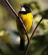 Pachycephala pectoralis