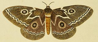 <i>Gonimbrasia tyrrhea</i> Species of moth