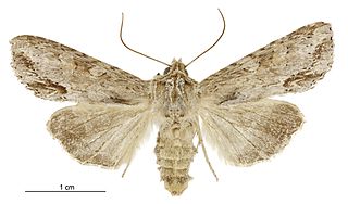<i>Ichneutica mollis</i> Species of moth