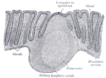 Anal sex - Wikipedia