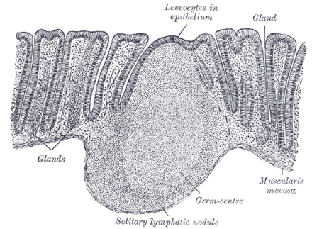 Mucous membranes of the rectum