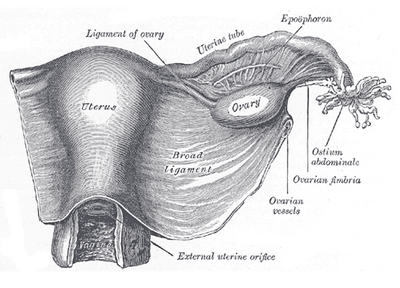 Vrouwelijke bekkenorganen van bovenaf gezien. Het ovariële ligament dient als ophanging voor de eierstokken](aanduiding middenboven ligament of ovary)