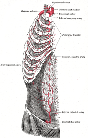 Arteria musculophrenica