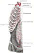Zarys przebiegu tętnicy piersiowej wewnętrznej