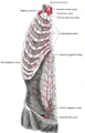 O tronco tireocervical, e a artéria torácica interna com suas ramificações.