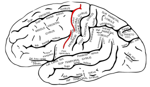 Gray726 precentral sulcus.svg