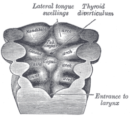 Floor of the pharynx of human embryo at about 26 days old