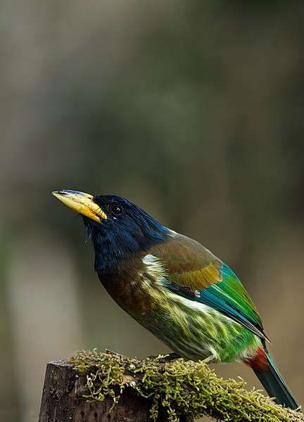 File:Great Barbet - Sattal.jpg