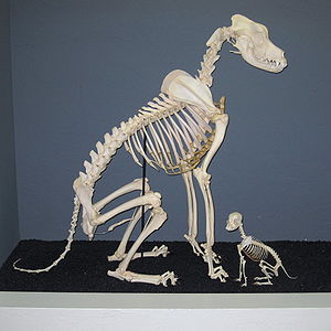Maceration (bone) - Wikipedia