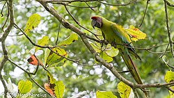 Great Green Macaw, Gavilan Lodge, Costa Rica, January 2018 (40394669981).jpg