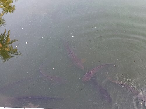 Great Snakehead in Sylhet Shah Jalal Mazar Sharif