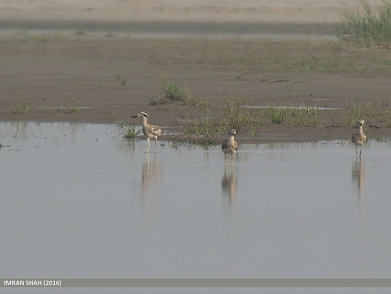 File:Great Thick-knee (Esacus recurvirostris) (29956725104).jpg