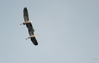 Two great blue herons in synchronous flight