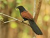 Greater coucal crop.jpg