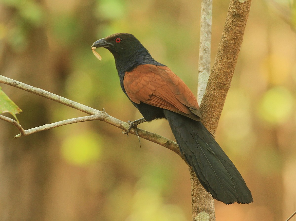 Greater coucal - Wikipedia