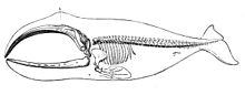 Dibujo de columna vertebral larga, 13 costillas (dos vestigiales) mandíbulas superiores e inferiores grandes y curvas que ocupan un tercio del cuerpo, cuatro "dedos" multiarticulares dentro de la aleta pectoral y el hueso de conexión, encerrados en el contorno del cuerpo