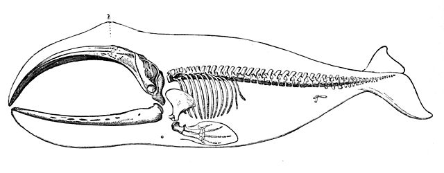 Skeleton of a bowhead whale; notice the vestigial pelvis. Richard Lydekker, 1894