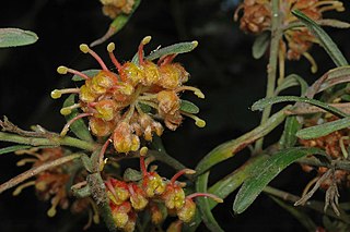 <i>Grevillea polybractea</i> Species of shrub in the family Proteaceae endemic to New South Wales and Victoria, Australia