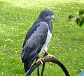 Grey Buzzard Eagle Geranoaetus melanoleucus. (48412231901).jpg
