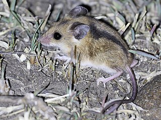 <span class="mw-page-title-main">Gray climbing mouse</span> Species of rodent