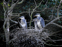 Grey herons nesting over Stanley Park boating lake Grey Heron Nest (5598231235).jpg