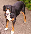 Greater Swiss Mountain Dog