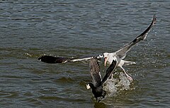 Gull attacking a coot – this gull is probably going after the bread or other food item in the bill of this American coot, though great black-backed gulls are known to kill and eat coots