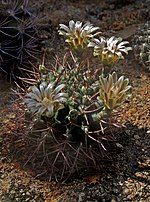 Miniatura para Gymnocalycium bodenbenderianum