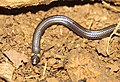 Habrophallos type species; Collared blind snake (H. collaris)