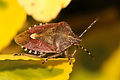 * Nomination Hairy shield bug, or sloe bug, (Dolycoris baccarum), Cumnor Hill, Oxfordshire --Charlesjsharp 21:56, 9 April 2015 (UTC) * Promotion Good quality.--ArildV 13:05, 13 April 2015 (UTC)