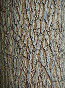 bark