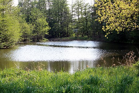 Harsewinkel Graureiherkolonie