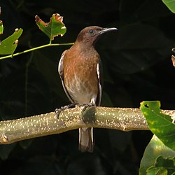 Hartlaubius auratus.jpg