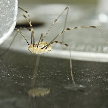 Harvestman in a garden in Midlands, UK